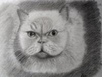 Cats - Cotton - Graphite Pencil