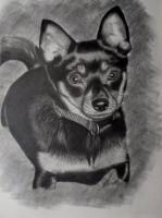 Dogs - Tasha - Graphite Pencil